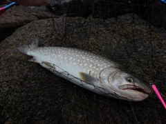 アメマスの釣果