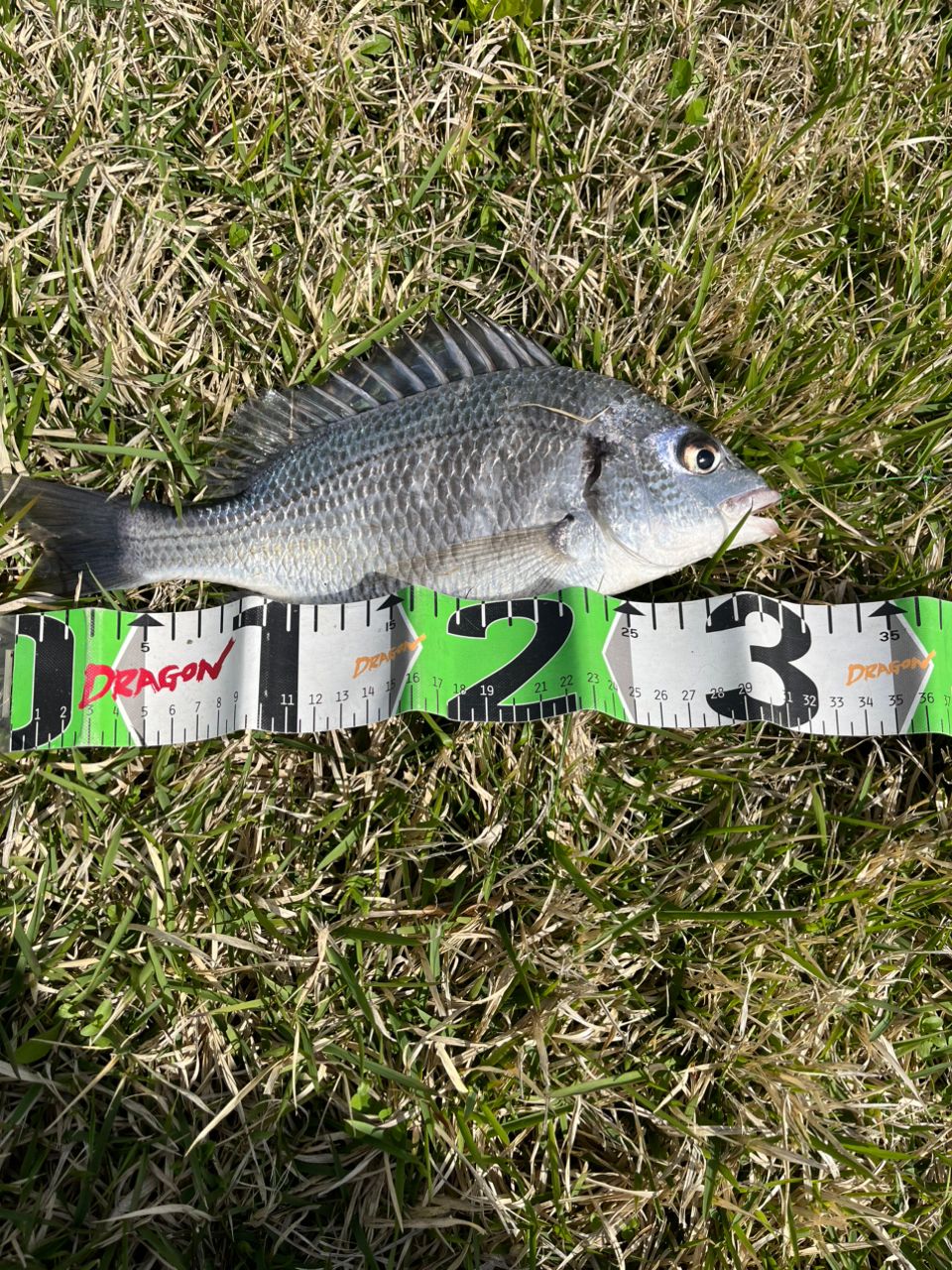 SHIMANO 22セフィア BB S89MLの最安値・インプレ・釣果 | 本音の口コミ