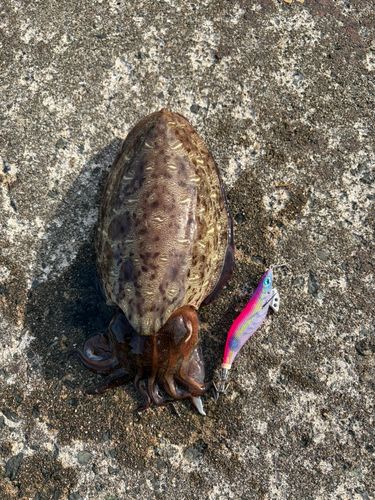 コウイカの釣果