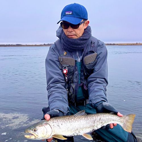 アメマスの釣果
