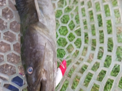 ナマズの釣果