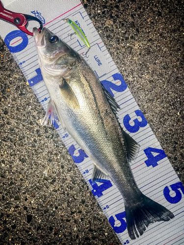 シーバスの釣果