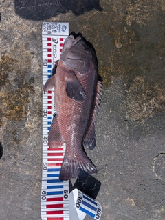 コブダイの釣果