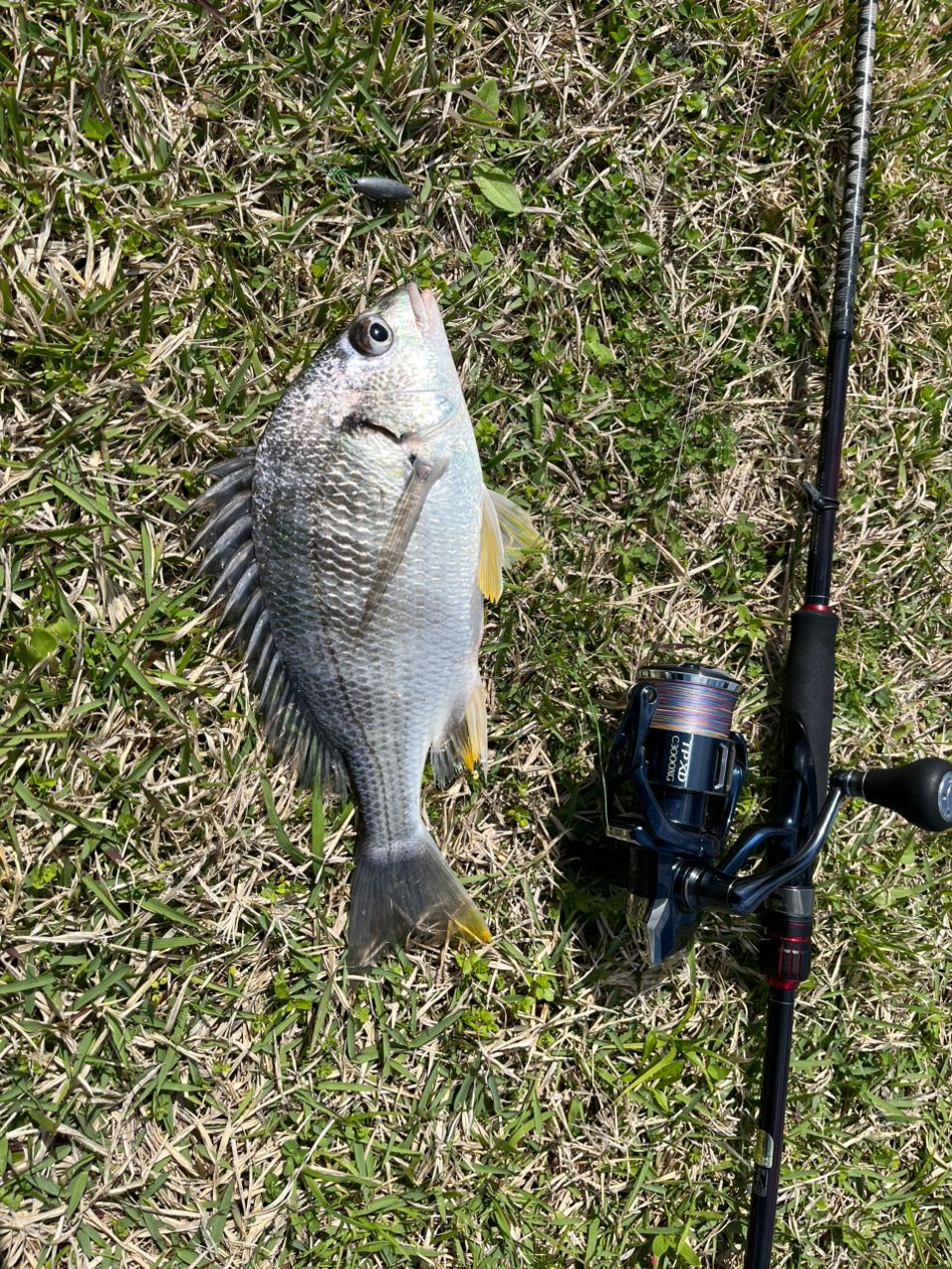 SHIMANO 22セフィア BB S89MLの最安値・インプレ・釣果 | 本音の口コミ