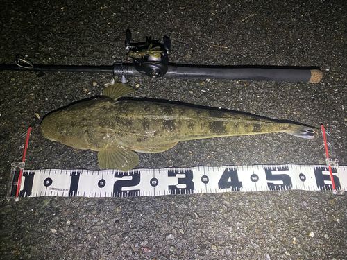 マゴチの釣果
