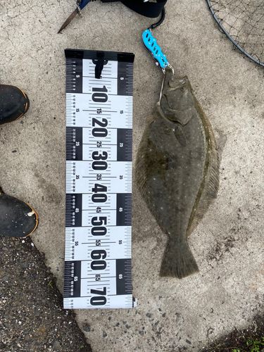 ヒラメの釣果