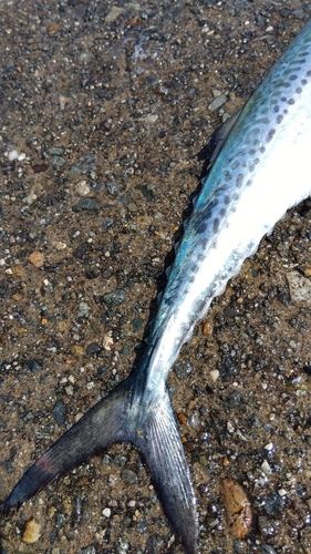 サゴシの釣果