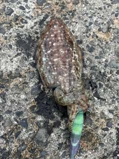 コウイカの釣果