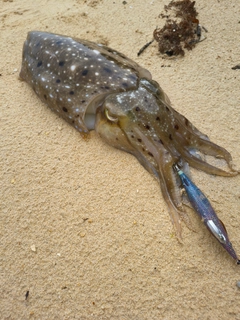 コブシメの釣果