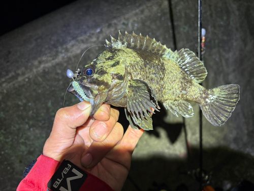 ムラソイの釣果