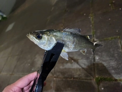 セイゴ（マルスズキ）の釣果