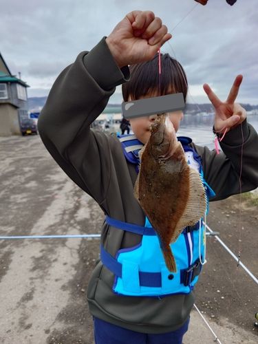 カレイの釣果