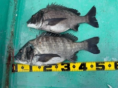 クロダイの釣果