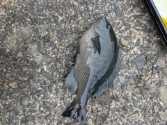 グレの釣果