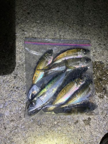 アジの釣果