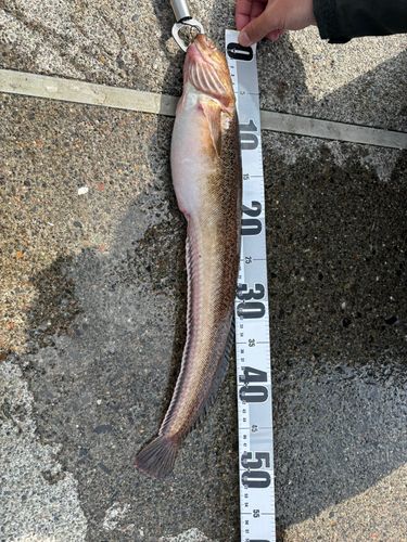 釣果