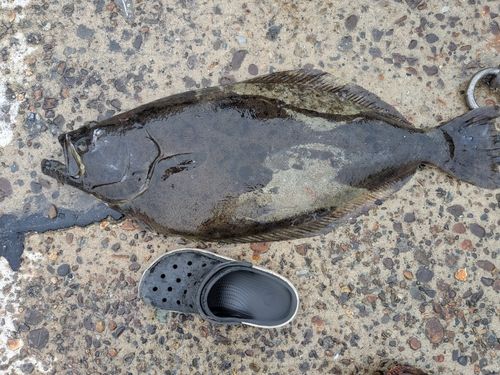ヒラメの釣果