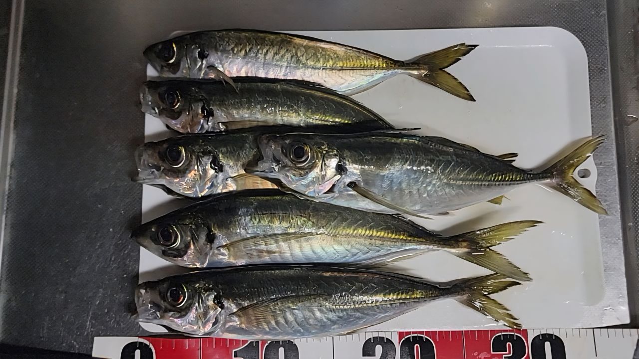 SHIMANO 20ソアレ TT アジング S64UL-Sの最安値・インプレ・釣果