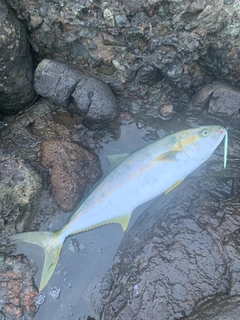 ヒラマサの釣果