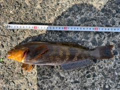 アイナメの釣果