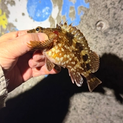 ガシラの釣果