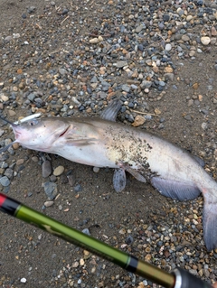 アメリカナマズの釣果