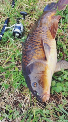 コイの釣果
