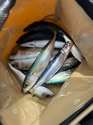 サバの釣果