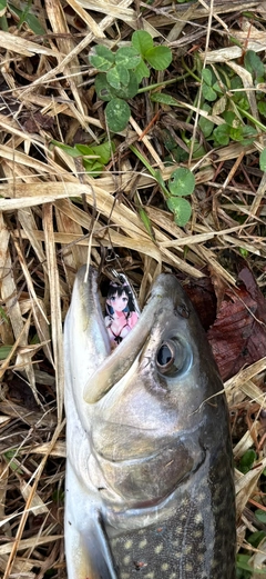 イワナの釣果
