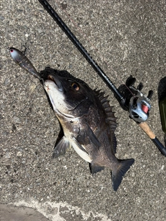 チヌの釣果