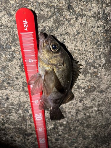 シロメバルの釣果