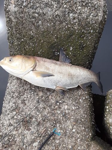 ハクレンの釣果