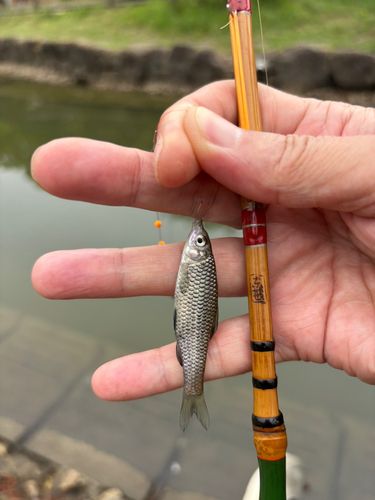 モツゴの釣果