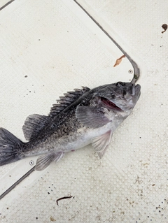 クロソイの釣果