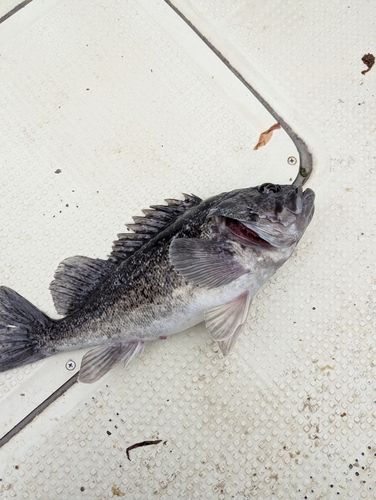 クロソイの釣果