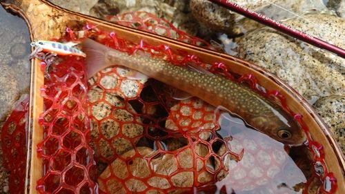 イワナの釣果