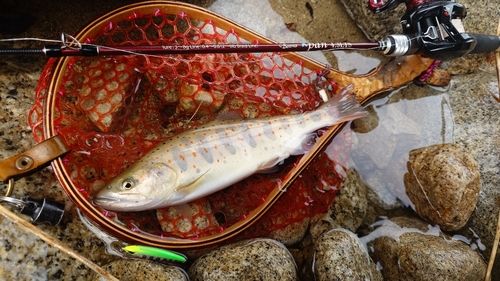 アマゴの釣果