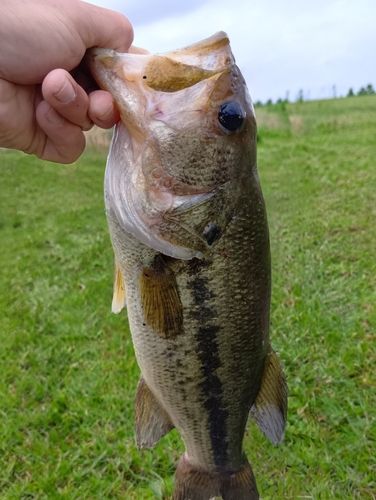 栗山川で釣れたブラックバスの釣り・釣果情報 - アングラーズ | 釣果