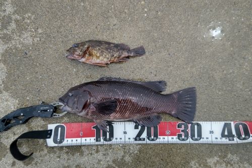 コブダイの釣果