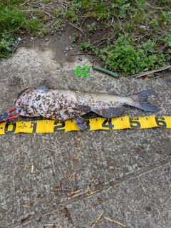 アメリカナマズの釣果