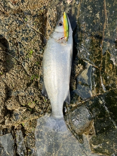 ヒラスズキの釣果