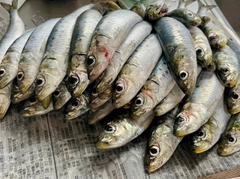 マイワシの釣果