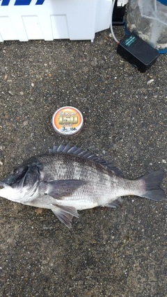 クロダイの釣果