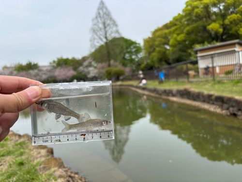 モツゴの釣果