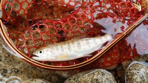 アマゴの釣果