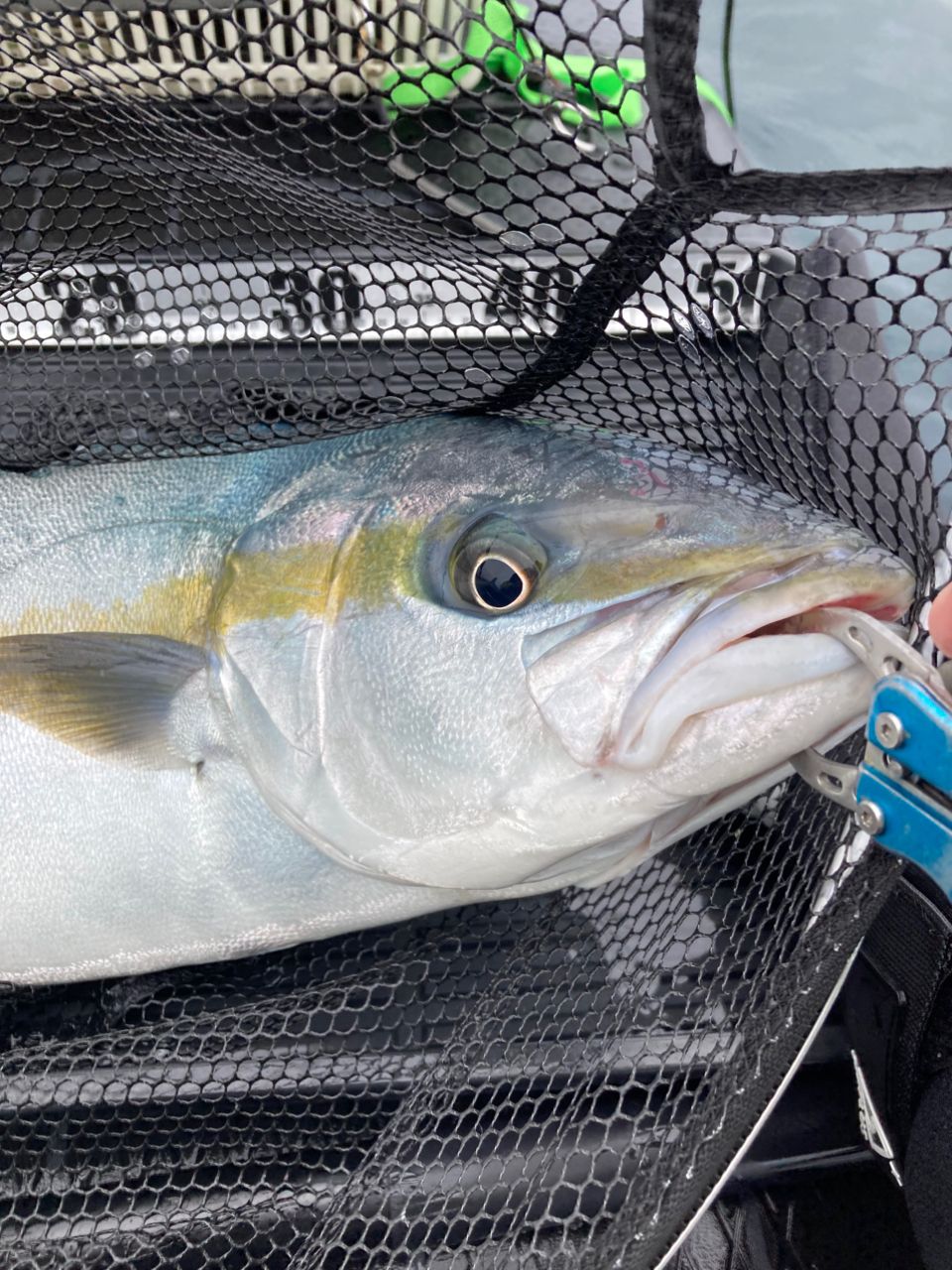 SHIMANO 21クロスミッション BB S66ML-Sの最安値・インプレ・釣果