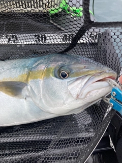 ヒラマサの釣果