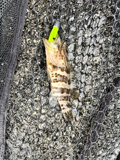 チャイロマルハタの釣果