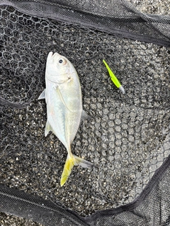 メッキの釣果
