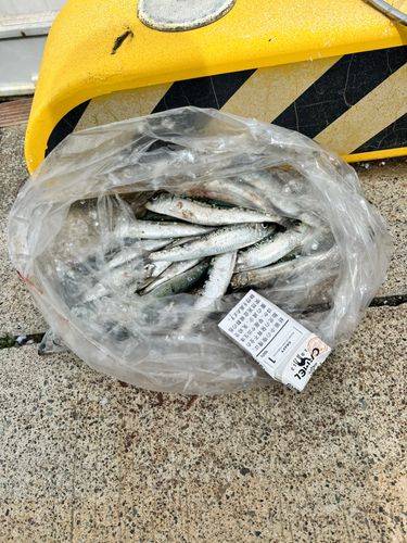 イワシの釣果